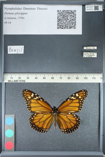 Media type: image;   Entomology 165031